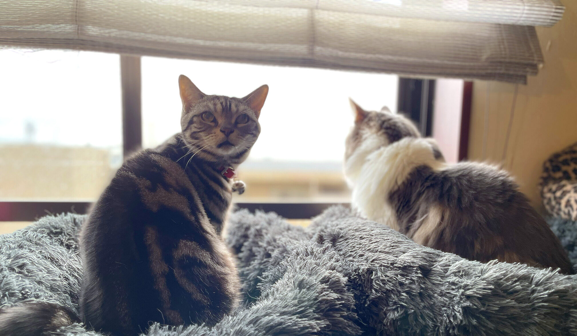 愛猫２号は察している