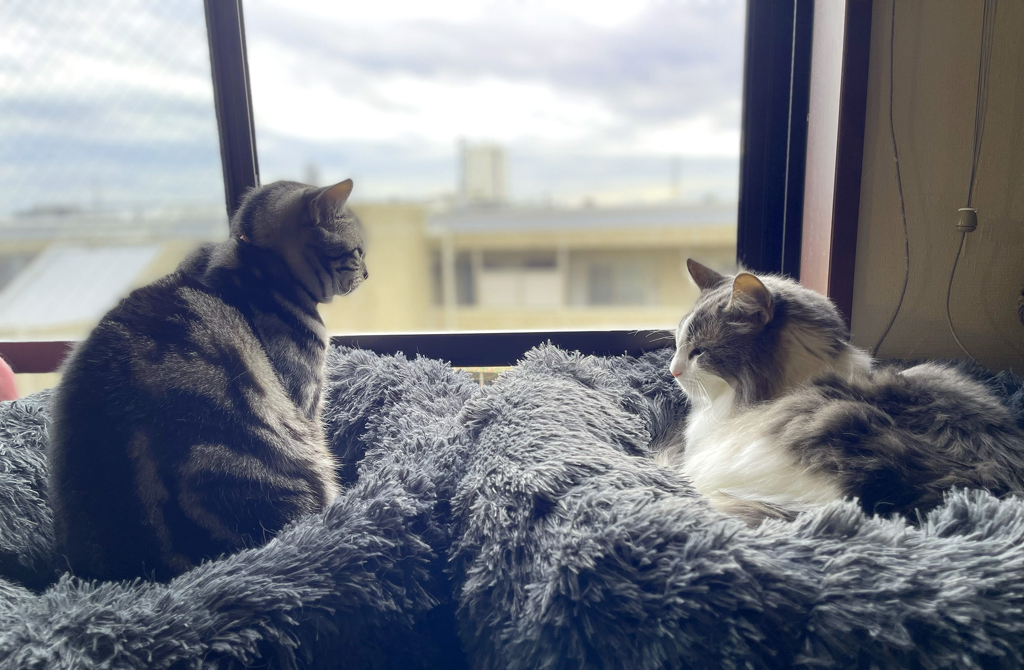 愛猫１号は永久欠番に