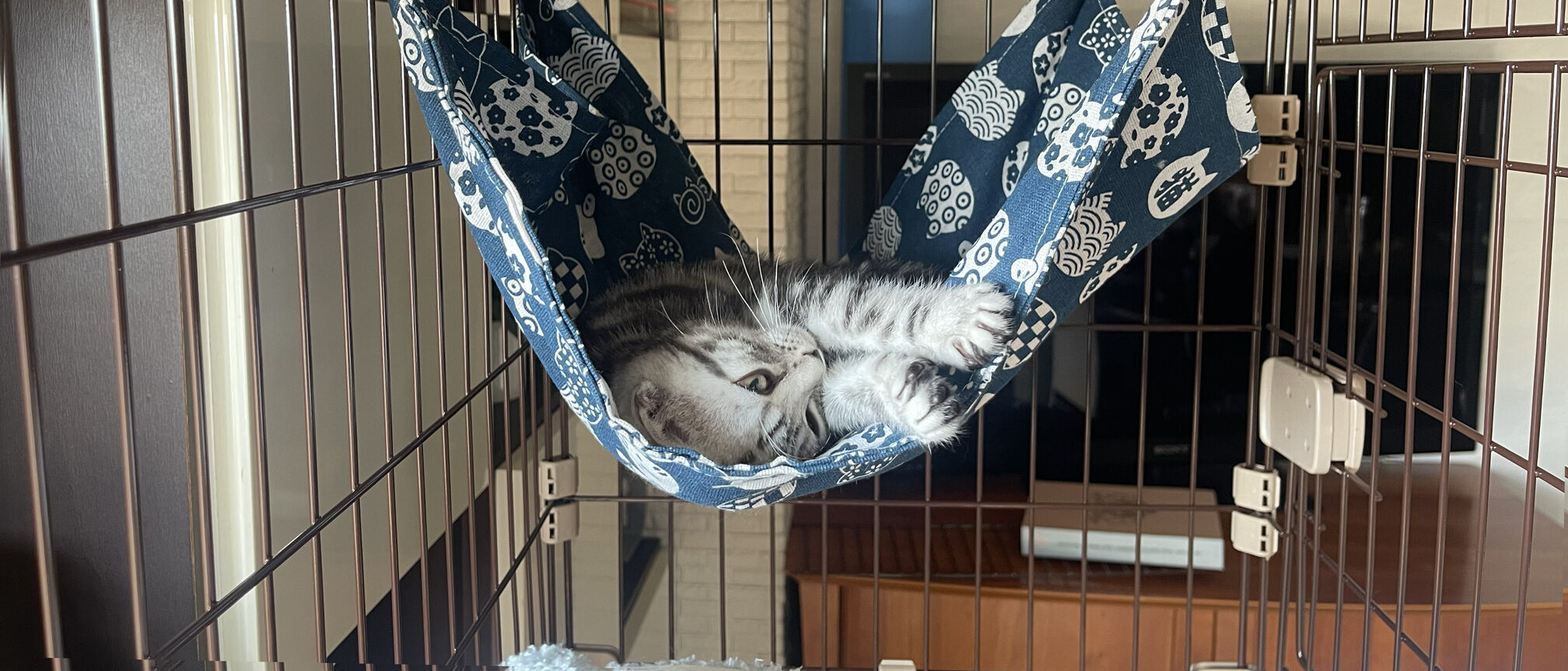 愛猫３号の誕生